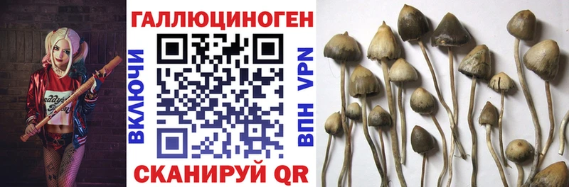 Псилоцибиновые грибы мицелий Ковров